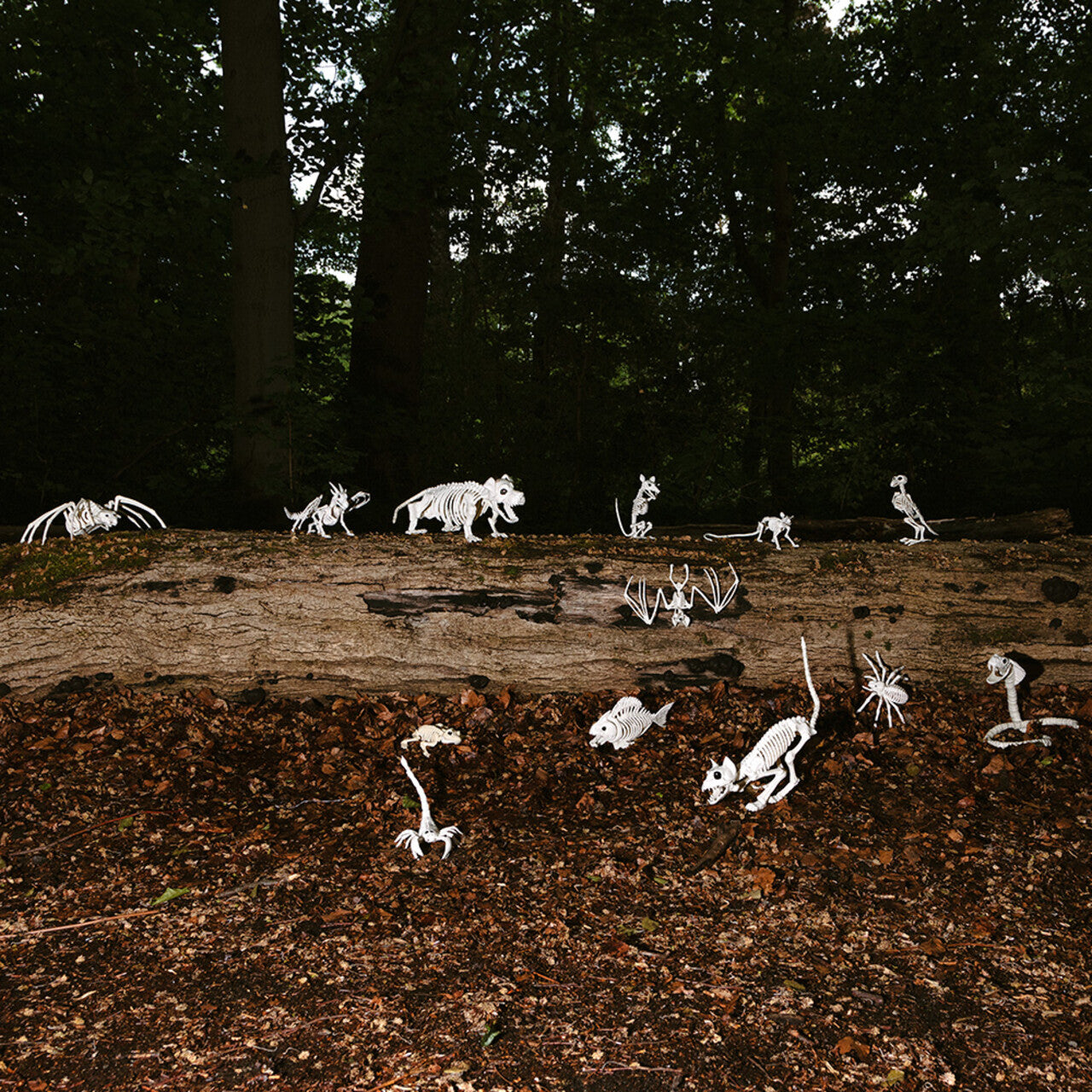 Op deze afbeelding zie je een Decoratie, van het merk Boland. Decoratie Skelet Schorpioen Fossiel