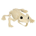 Frosch Skelett
