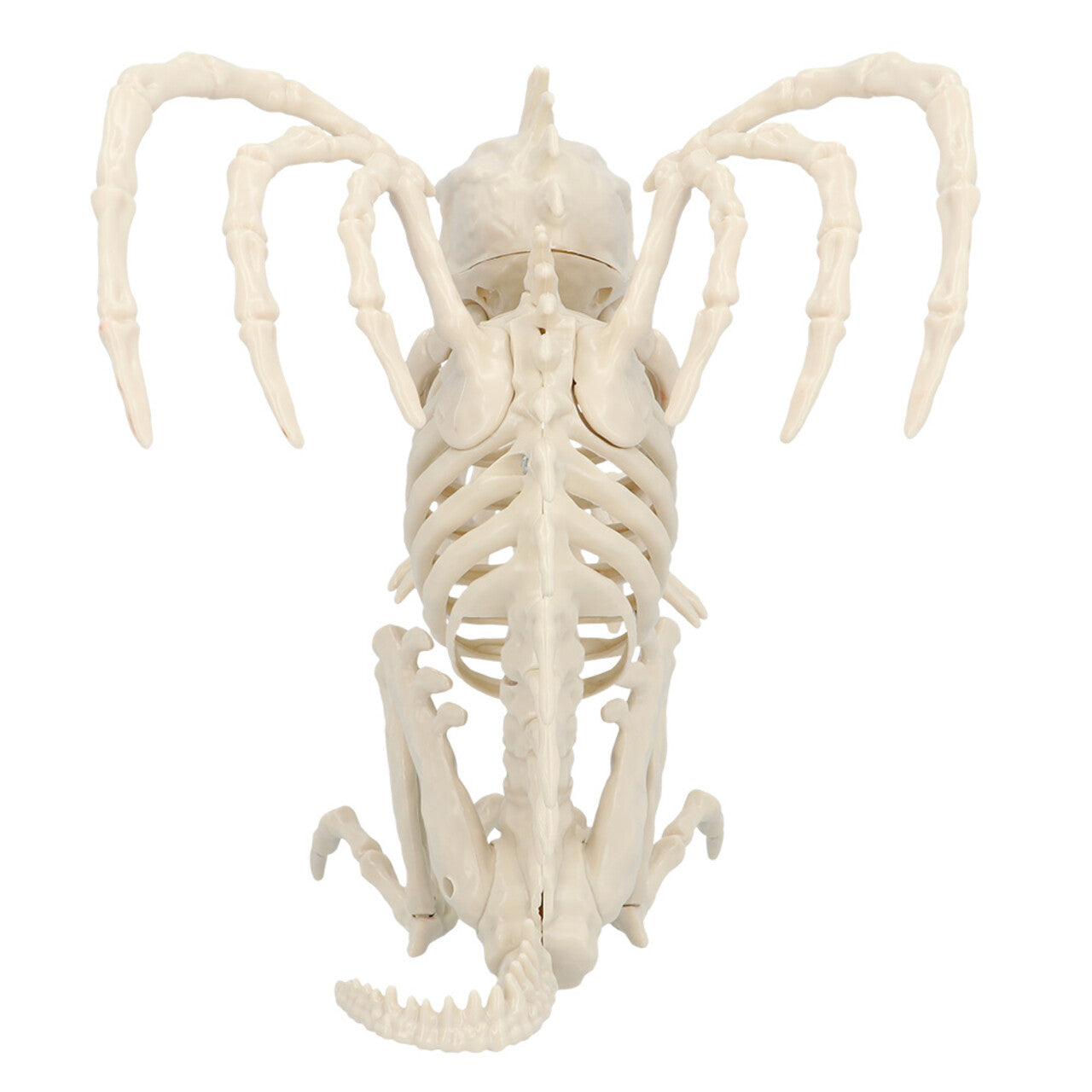 Op deze afbeelding zie je een Decoratie, van het merk Boland. Decoratie Skelet Gargoyle Basiliek