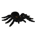 Spinne Tarantula