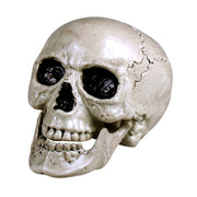 Op deze afbeelding zie je een Decoratie, van het merk Boland. Schedel Maxilla Wit Met Beweegbare Kaak