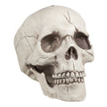 Schädel Jawbone Mit Beweglichem Kiefer