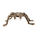Haarige Spinne Shadebite