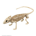 Dekoration Skelett Leguan